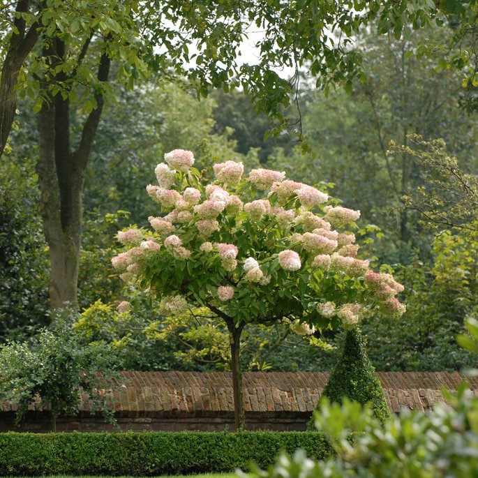 Syrenhortensia - Hydrangea paniculata Grandiflora (Storlek: 60 stam C7,5)