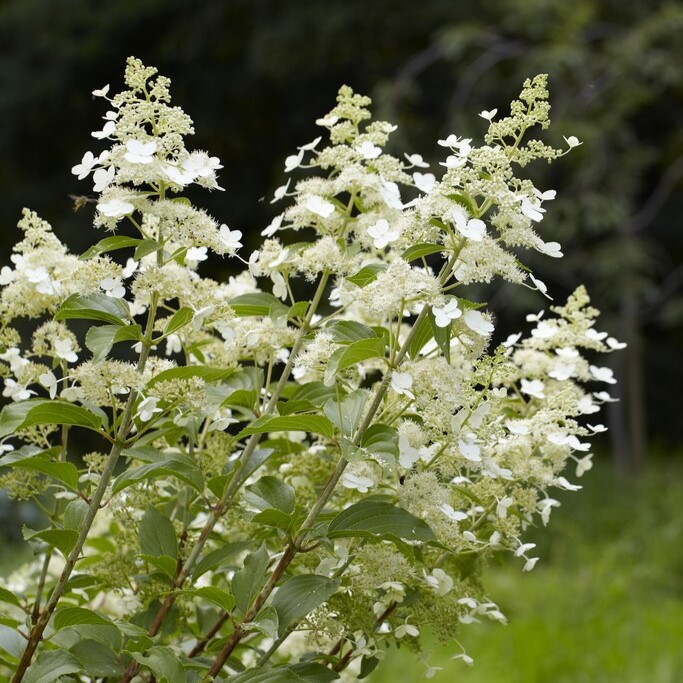 Vipphortensia - Hydrangea paniculata Kyushu (Storlek: 40-50 C3)