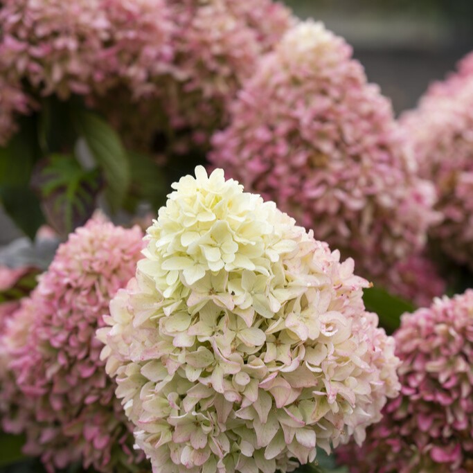 Vipphortensia - Hydrangea paniculata Little Fresco ® (Storlek: 30-40 C3)