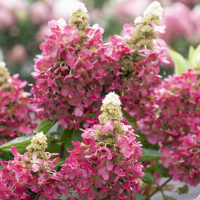 Vipphortensia - Hydrangea paniculata Magical Vesuvio ® (Storlek: busk C3)