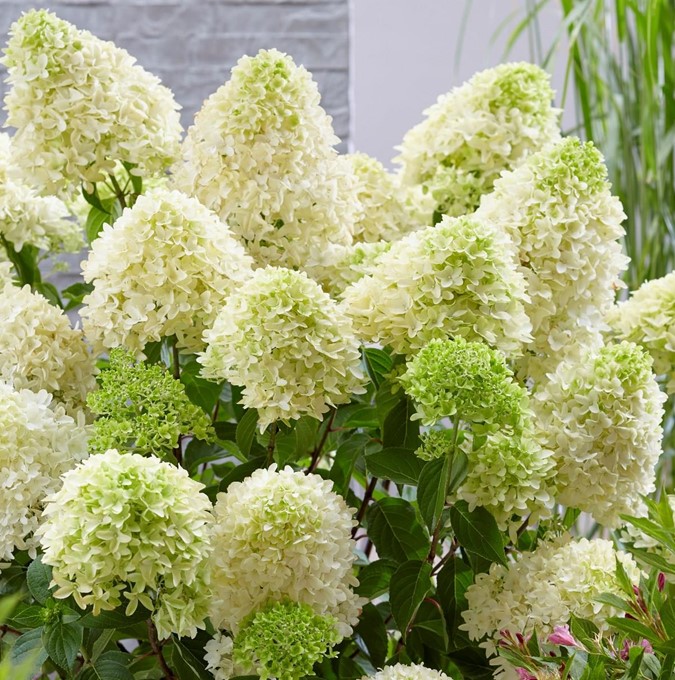 Vipphortensia - Hydrangea paniculata Skyfall &reg; (Storlek: 90 stam C7,5)
