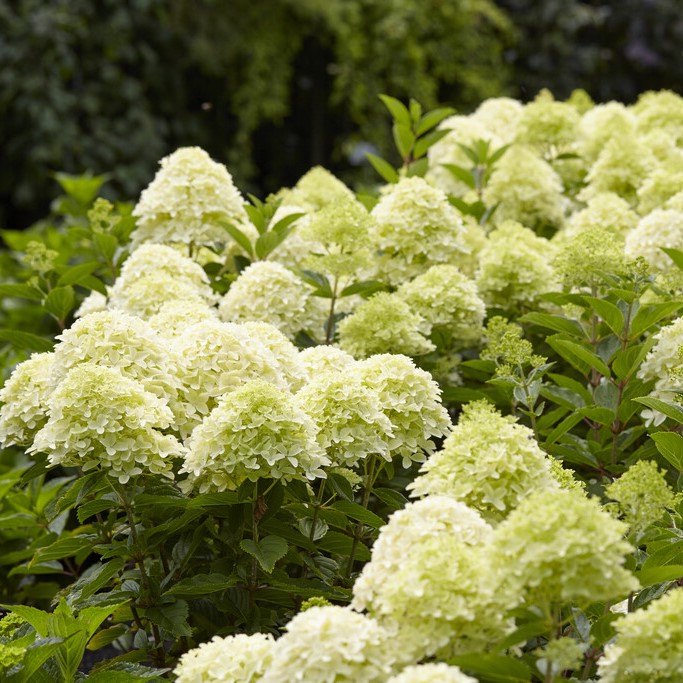 Vipphortensia - Hydrangea paniculata Whitelight ® (Storlek: busk C3)