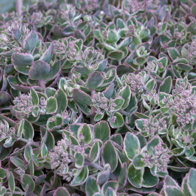 K&auml;rleks&ouml;rt - Hylotelephium telephium Seduction La Vie en Rose &reg; (Krukstorlek: 2L)