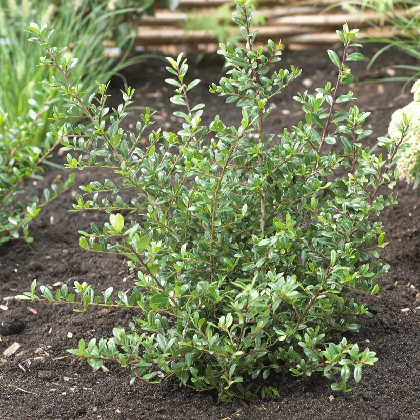Japansk Järnek - Ilex crenata Stokes (Storlek: 40-45 C3)