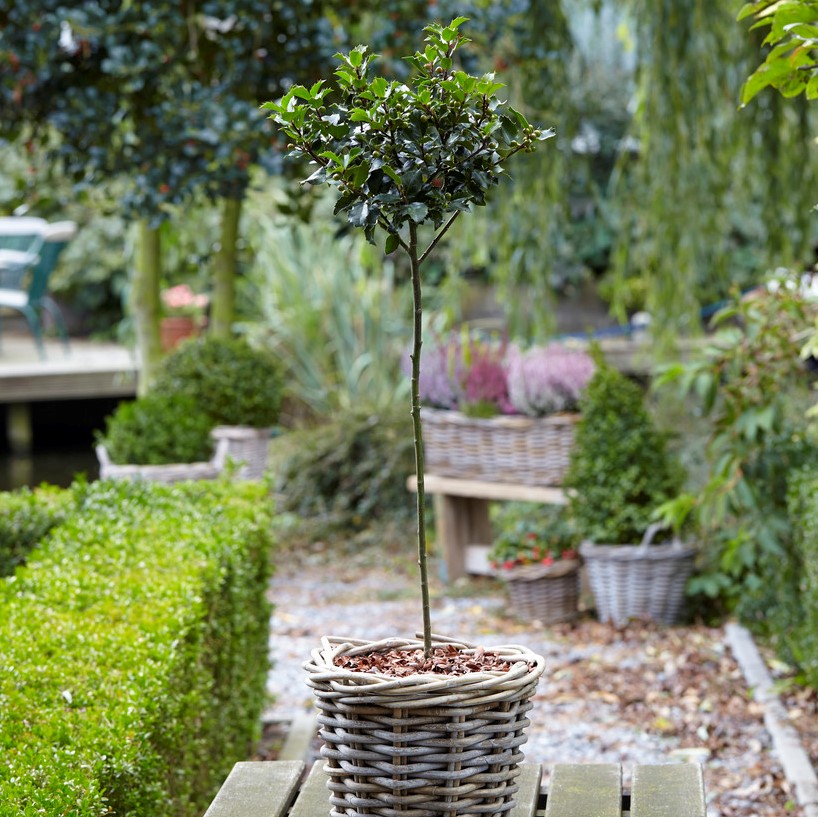 Bl&aring; J&auml;rnek - Ilex x meserveae Blue Maid (Storlek: 40 stam C3)