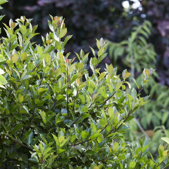 Blå Järnek - Ilex x meserveae Heckenblau ® (Storlek: busk C2,3)