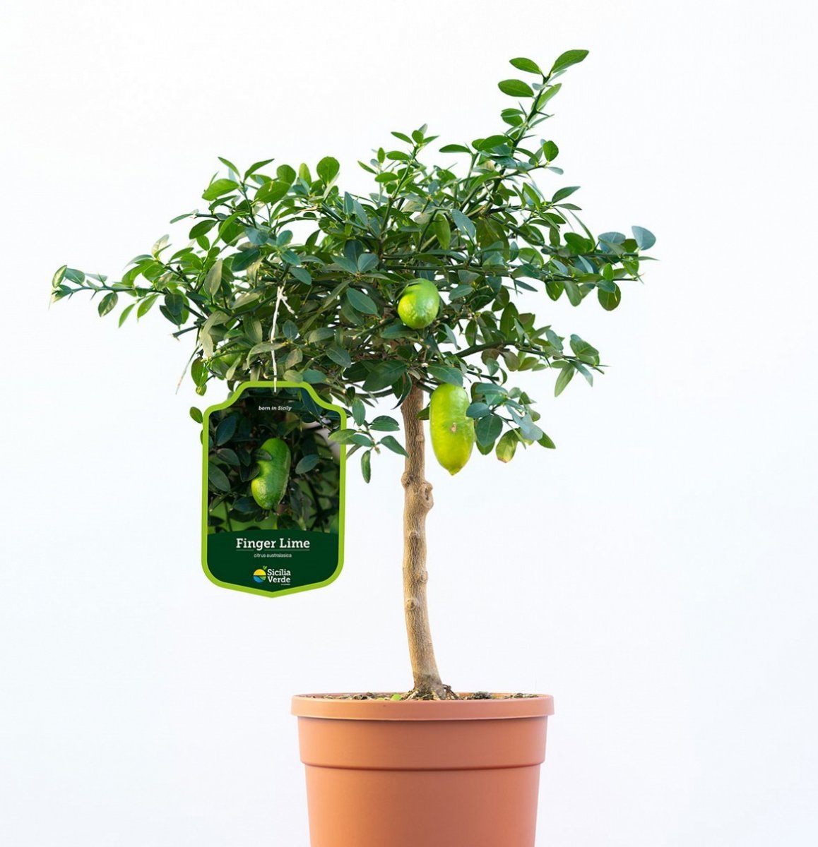 Citrus Australasica Fingerlime C4