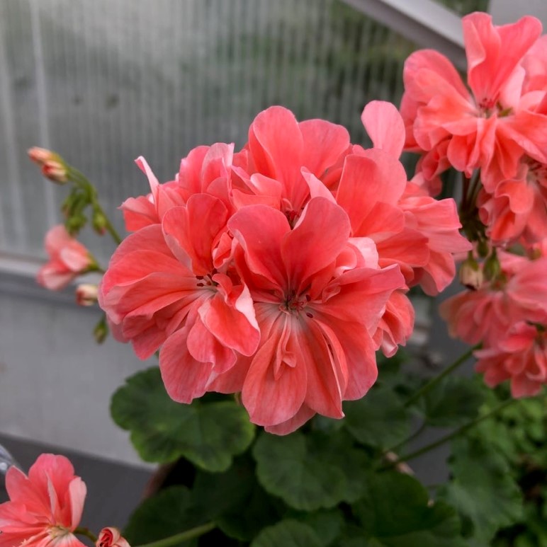Dv&auml;rgpelargon, kruka - Pelargonium x hortorum Minah's Cascade