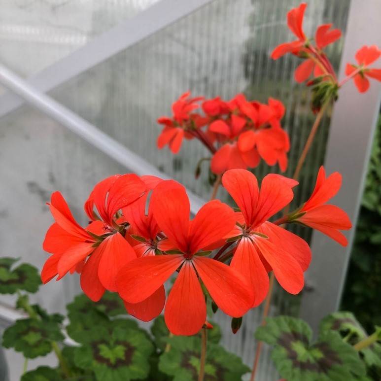 Dekorativpelargon, kruka - Pelargonium x hortorum Gazelle