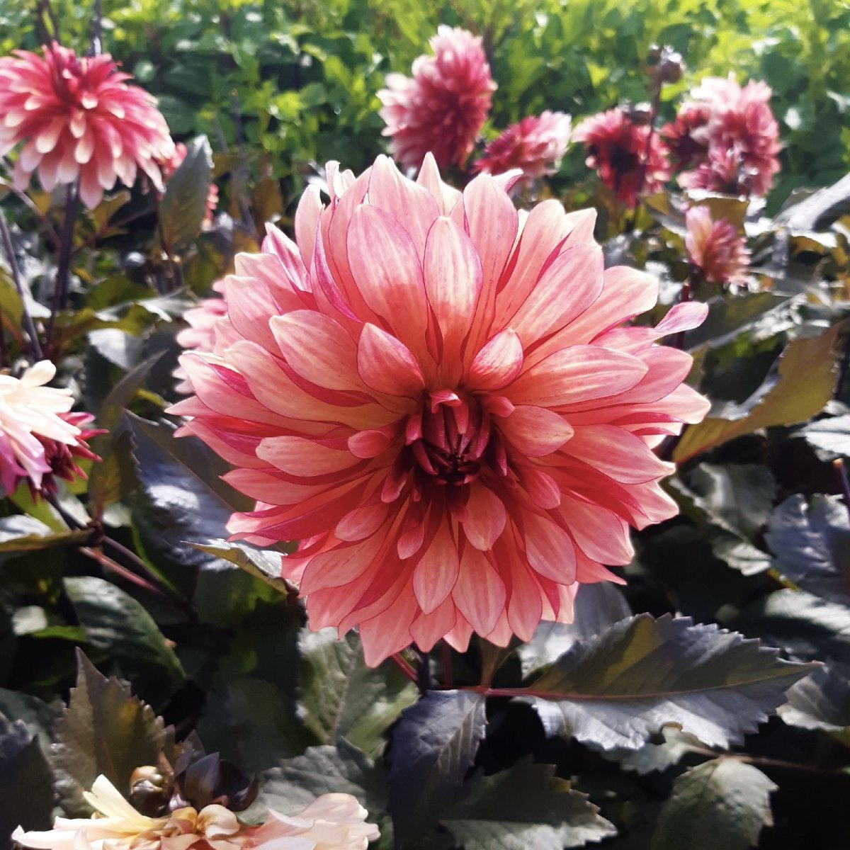 Dahlia Dekorativ Foxy 1st - Dahlia x pinnata Foxy