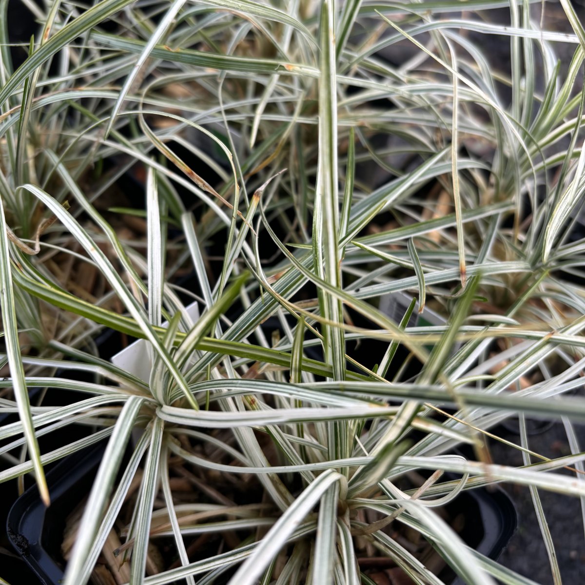 Ormskägg - Ophiopogon japonicus Silver Mist (Krukstorlek: 0,5-1L)