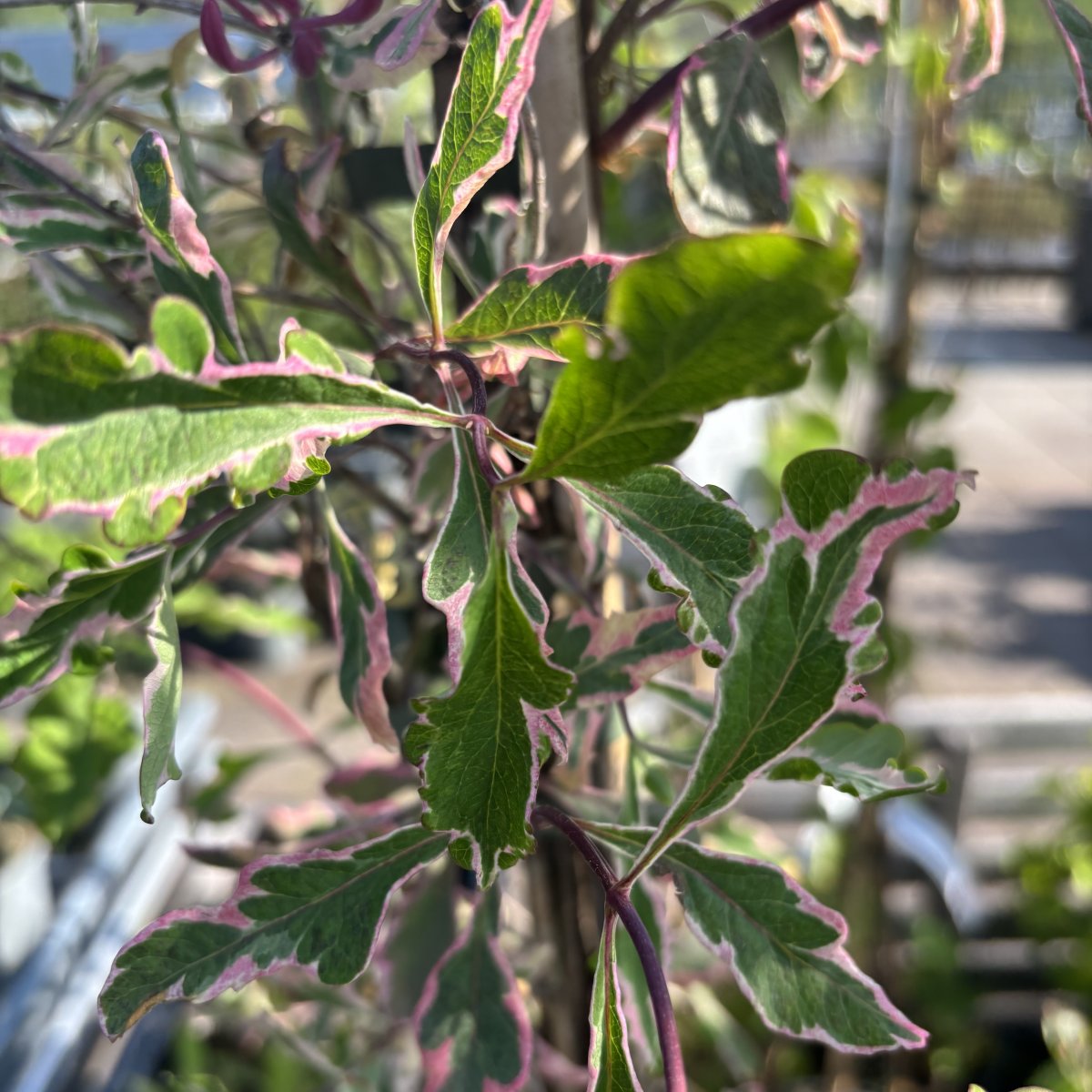 Vildkaprifol - Lonicera periclymenum Harlequin (Storlek: 150-175 C5)