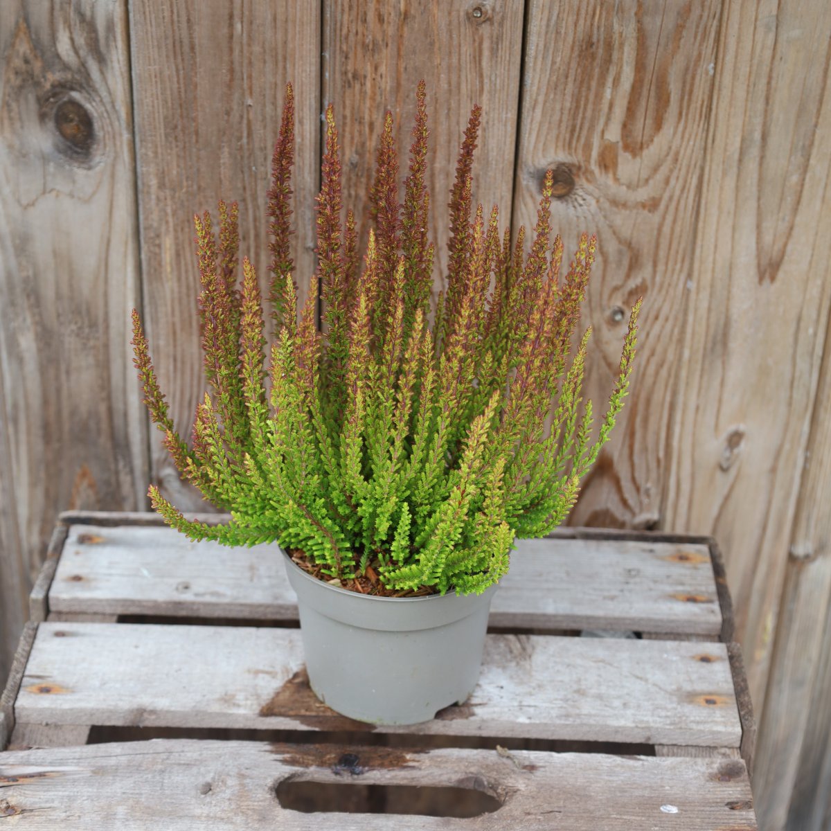 Calluna Sunset Zorina, Ljung Sunset Zorina - 12cm - Calluna Sunset Zorina (Krukstorlek: 12cm)
