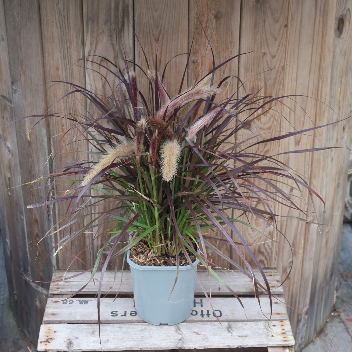 Pennisetum x advena Tiny Tails, Dvärgfontängräs - 2L - Pennisetum x advena Tiny Tails (Krukstorlek: 2L)