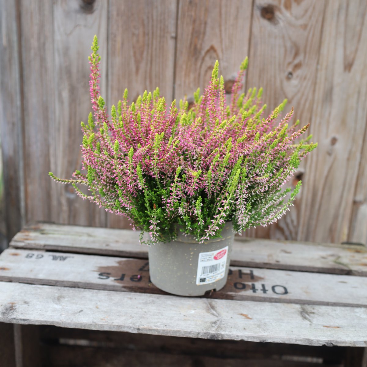 Calluna Golden Angie, Ljung - 12cm - Calluna Golden Angie (Krukstorlek: 12cm)