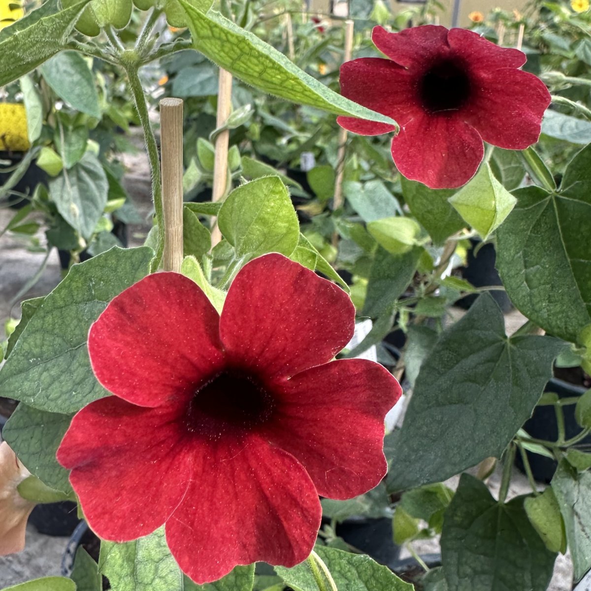 Svartöga - Thunbergia alata Amera Chocolate (Krukstorlek: 1L)