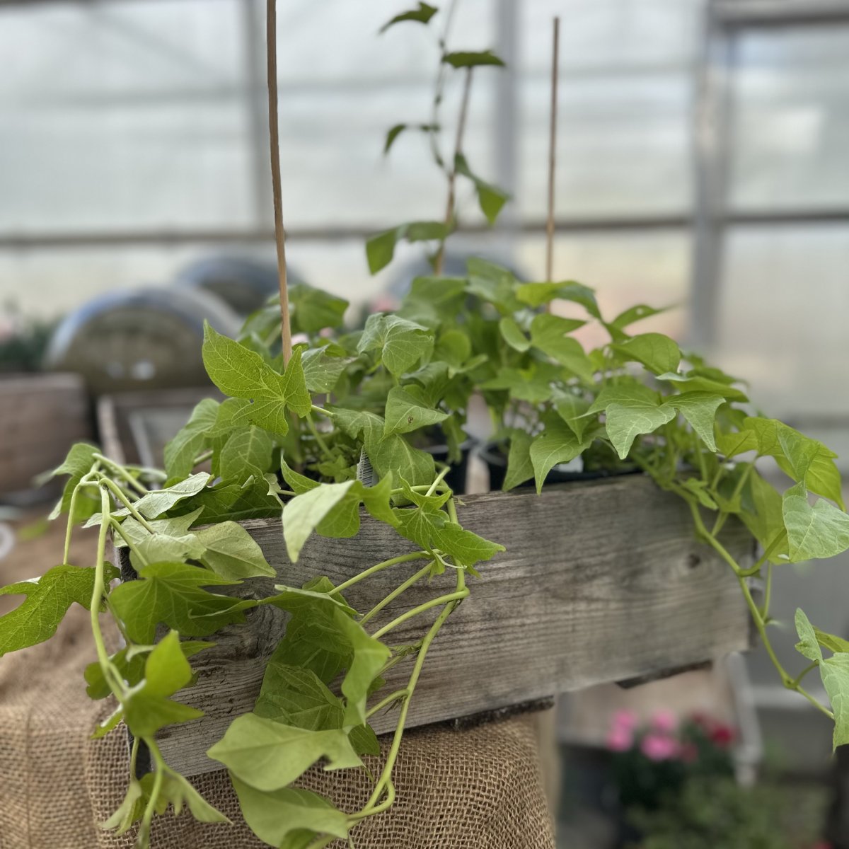 Sötpotatis / Batat - Ipomoea batatas SolarTower™ Lime (Krukstorlek: 1L)