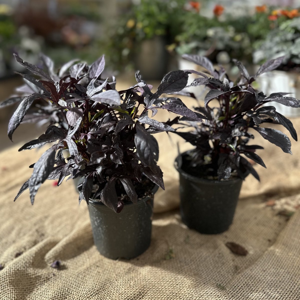 Sötpotatis / Batat - Ipomoea batatas SolarPower™ Black (Krukstorlek: 1L)