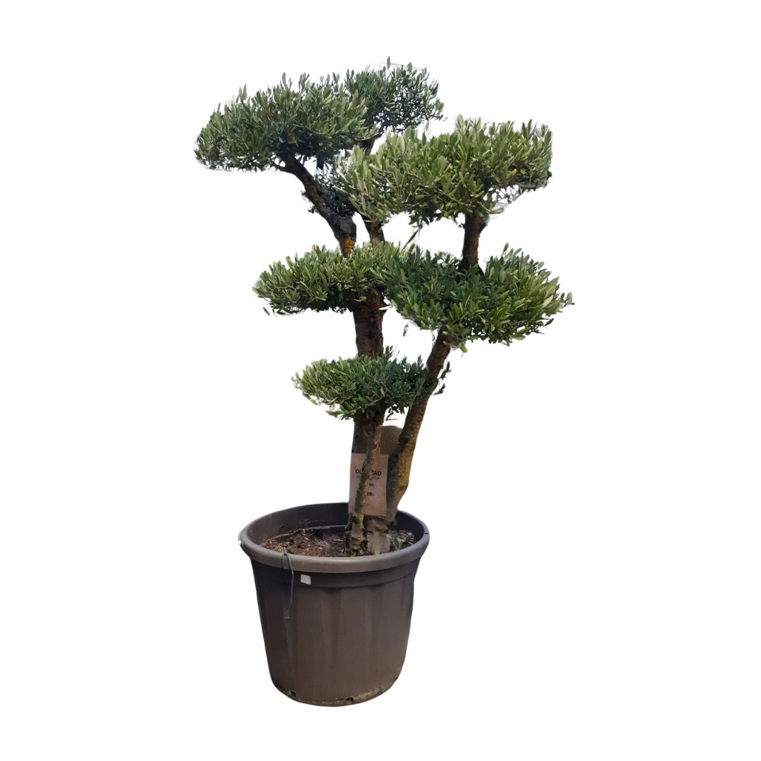 Olivtr&auml;d Bonsai - Olea europaea
