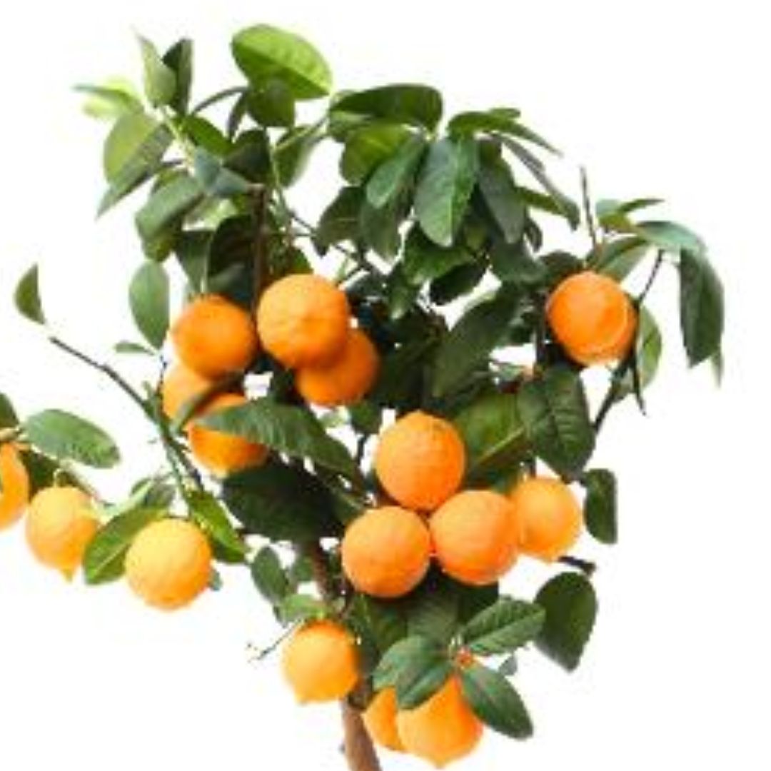R&ouml;d Lime - Citrus aurantiifolia (Krukstorlek: 18cm)