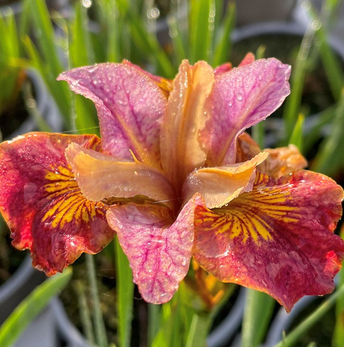 Rabattiris - Iris sibirica Peacock Paprikash ® (Krukstorlek: 0,5-1L)