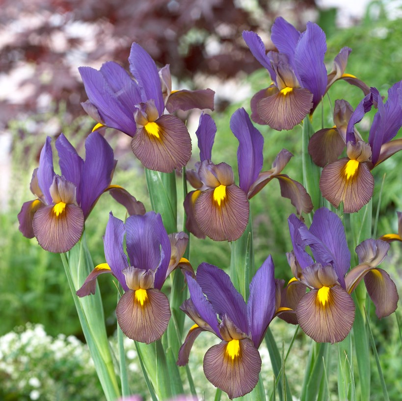 Iris Holländsk 10st - Iris hollandica Tigereye ® (Eye of the Tiger)