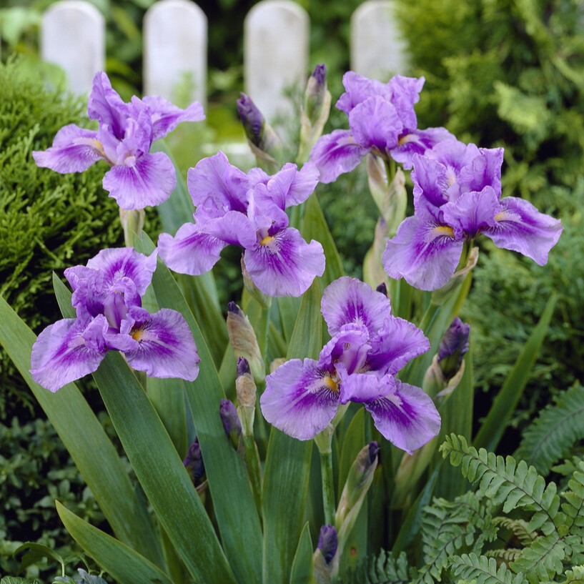 Tr&auml;dg&aring;rdsiris - Iris germanica Bedtime Story (Krukstorlek: 0,5-1L)
