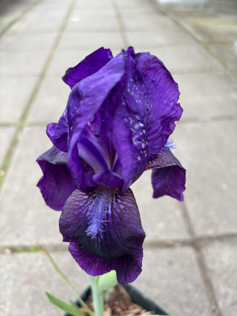 Trädgårdsiris - Iris germanica Black Knight (Krukstorlek: 0,5-1L)