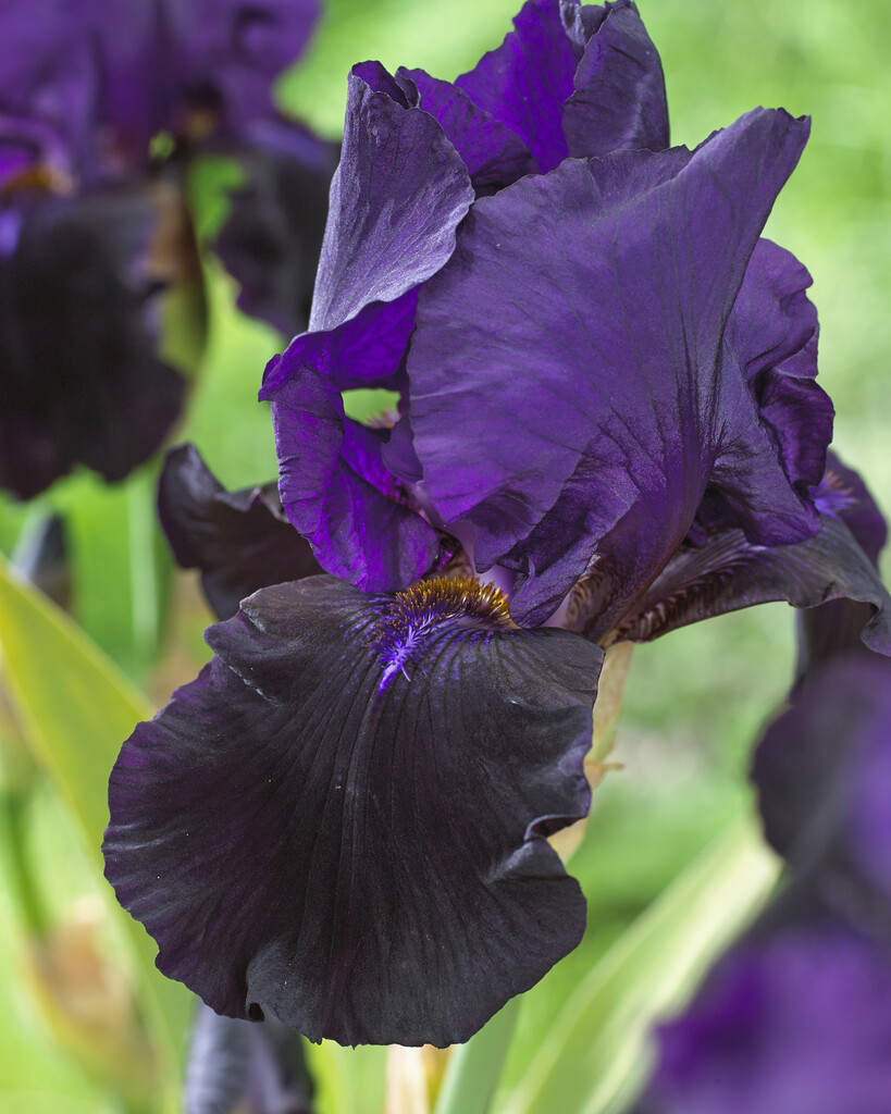 Trädgårdsiris - Iris germanica Black Swan (Krukstorlek: 0,5-1L)