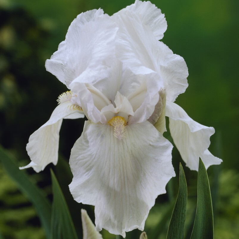 Tr&auml;dg&aring;rdsiris - Iris germanica Glacier (Krukstorlek: 0,5-1L)