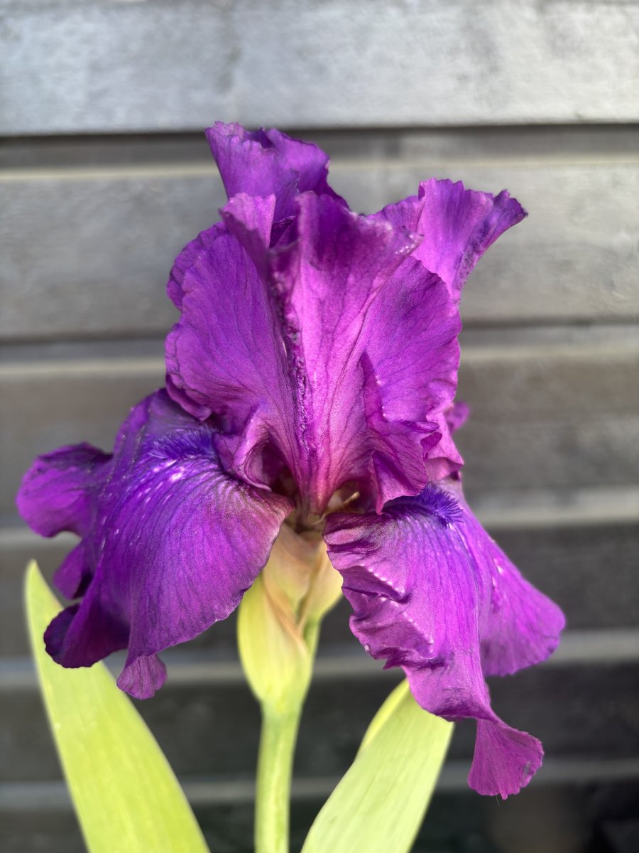 Tr&auml;dg&aring;rdsiris - Iris germanica Sultry Mood (Krukstorlek: 0,5-1L)