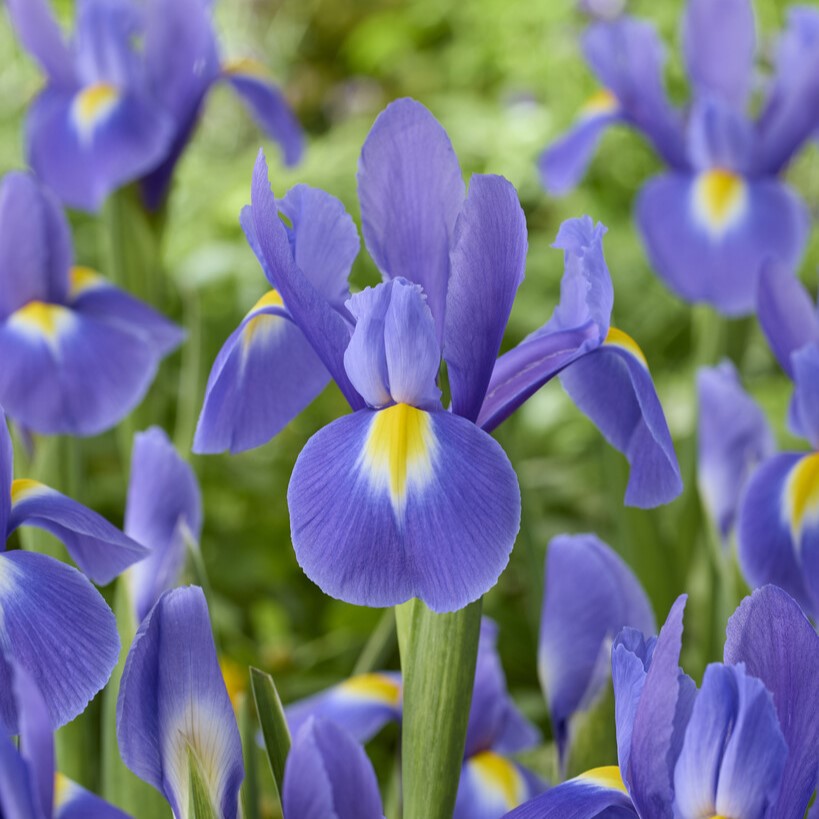 Iris Holländsk 15st - Iris hollandica Blue Magic