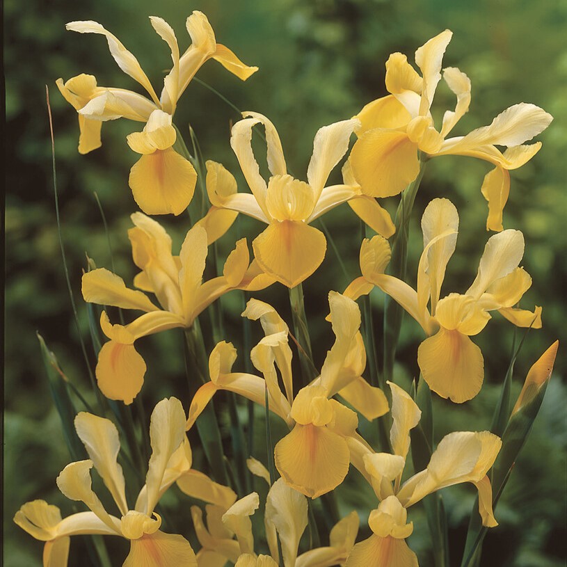Iris Holländsk 15st - Iris hollandica Crown Jewel