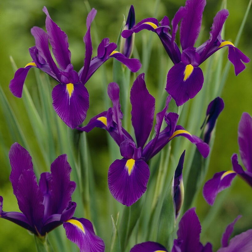 Iris Holländsk 15st - Iris hollandica Purple Sensation
