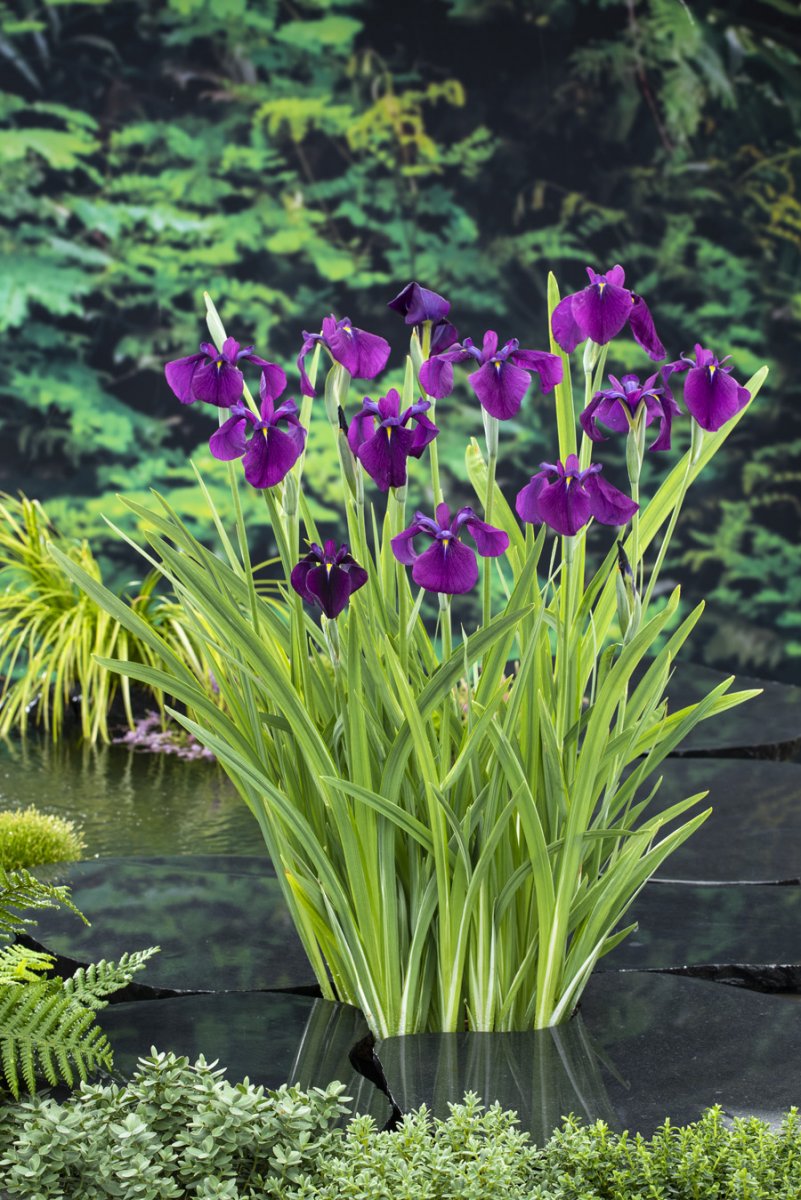 Iris - Iris kaempferi