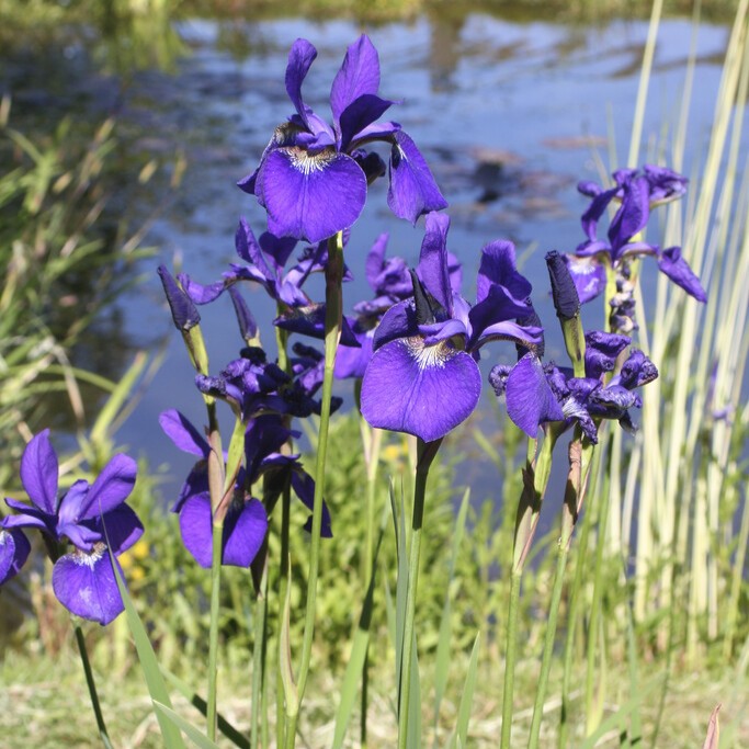 Glansiris - Iris laevigata (Krukstorlek: 0,5-1L)