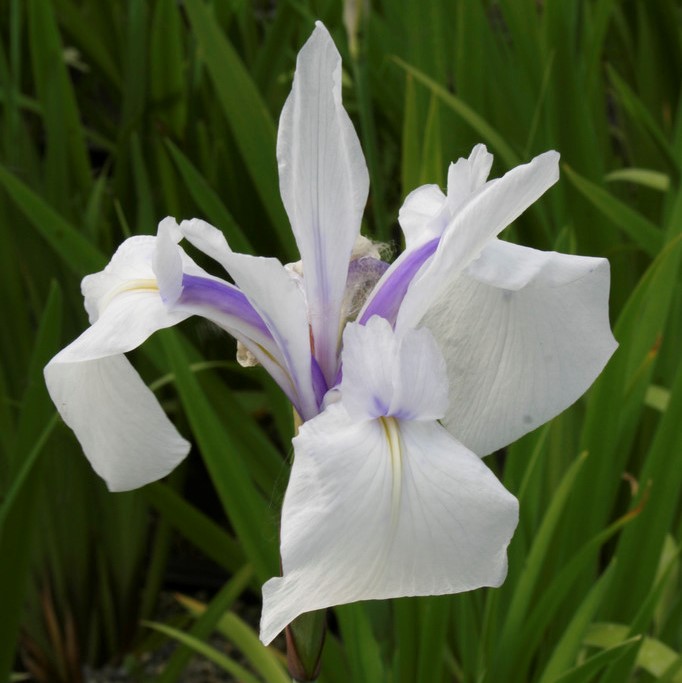 Glansiris - Iris laevigata Snowdrift
