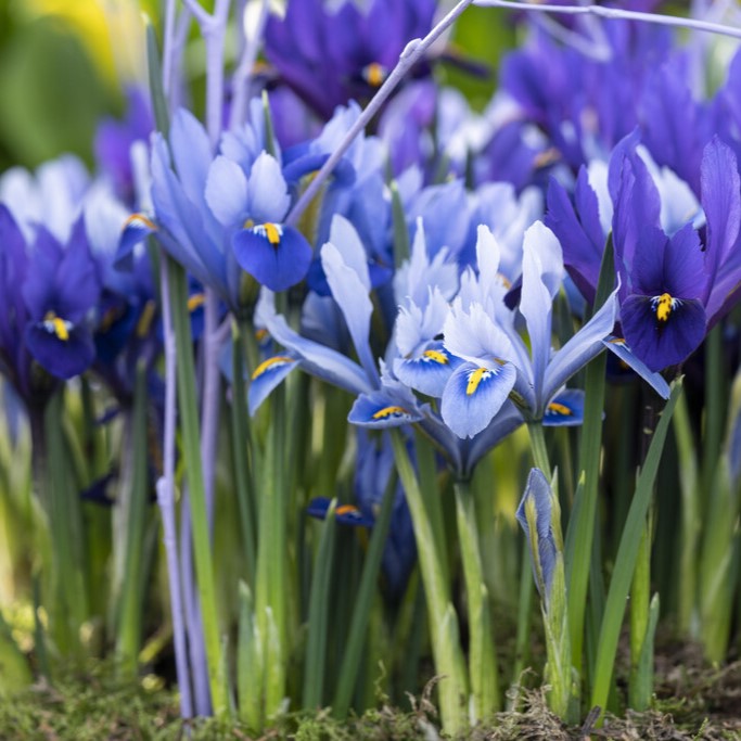 Iris Våriris 15st - Iris reticulata Blue