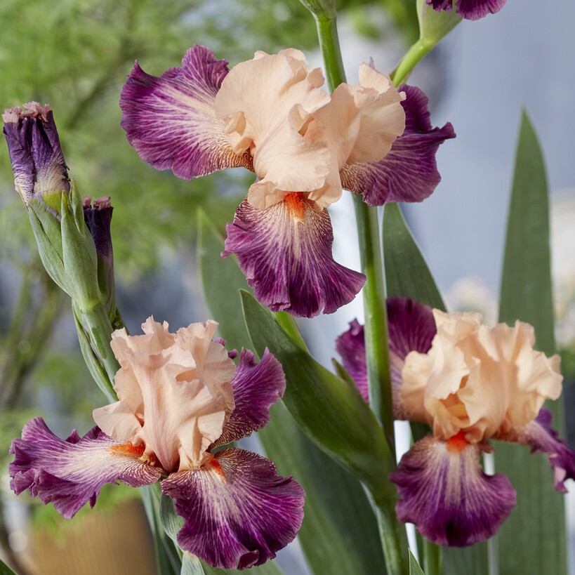 Tr&auml;dg&aring;rdsiris - Iris germanica Rose de Perse (Krukstorlek: 0,5-1L)