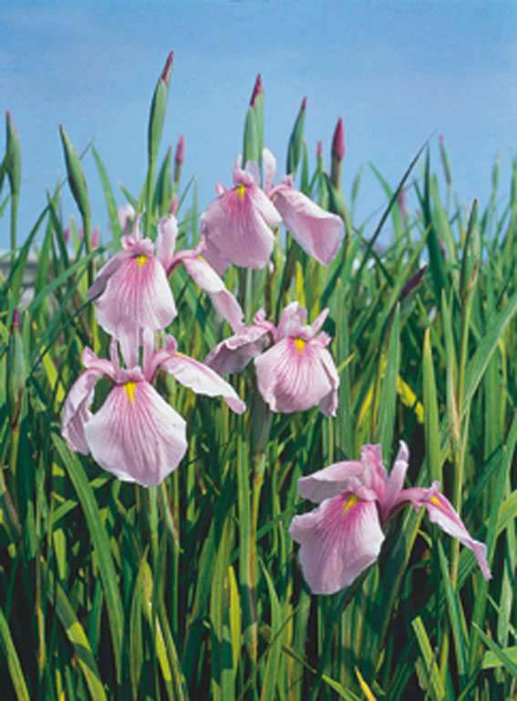 Glansiris - Iris laevigata Rose Queen