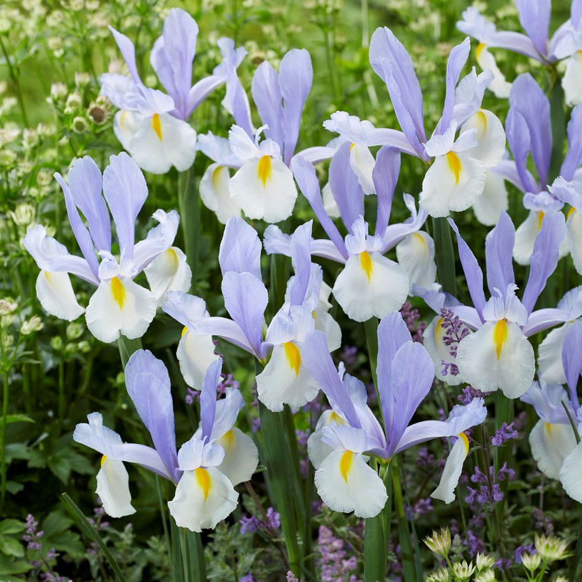 Iris Holländsk 10st - Iris hollandica Silver Beauty