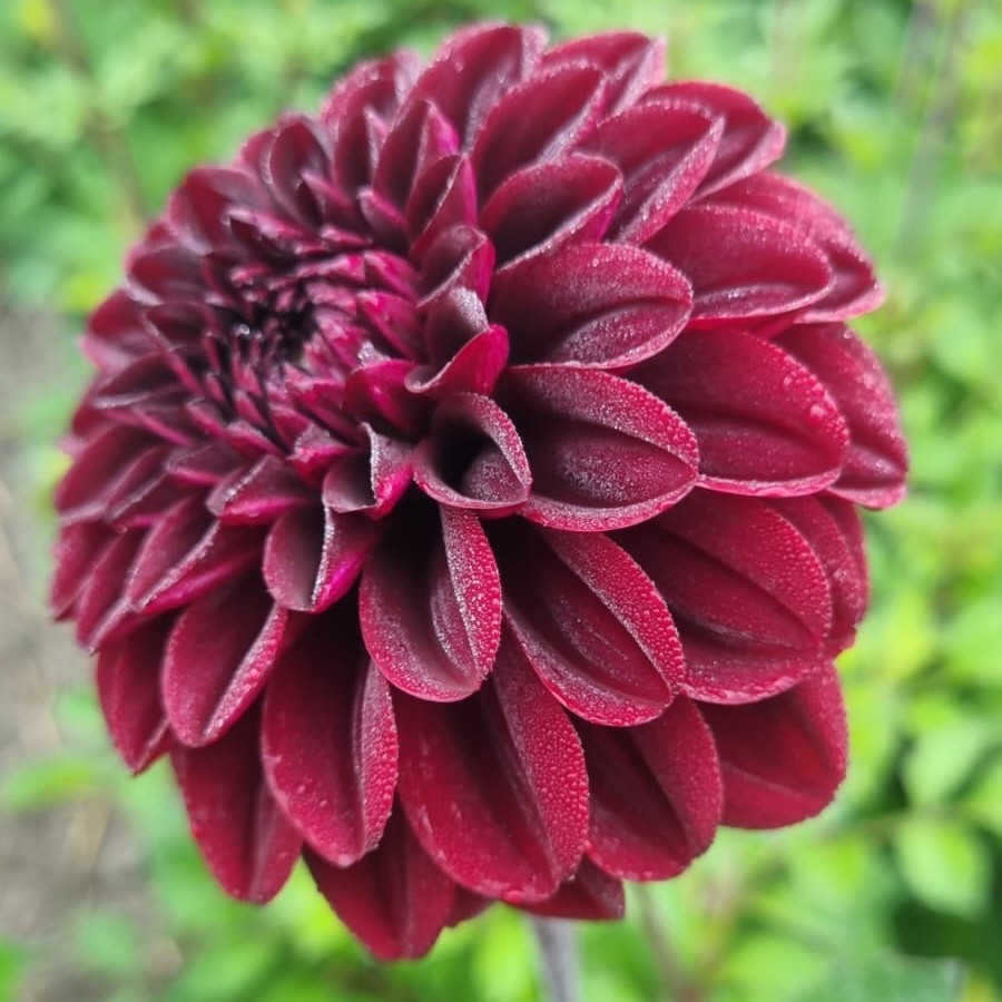Dahlia Boll Isa´s Darkness 1st - Dahlia x pinnata Isa´s Darkness