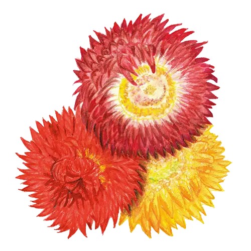 Eternell, J&auml;tte- - Xerochrysum bracteatum