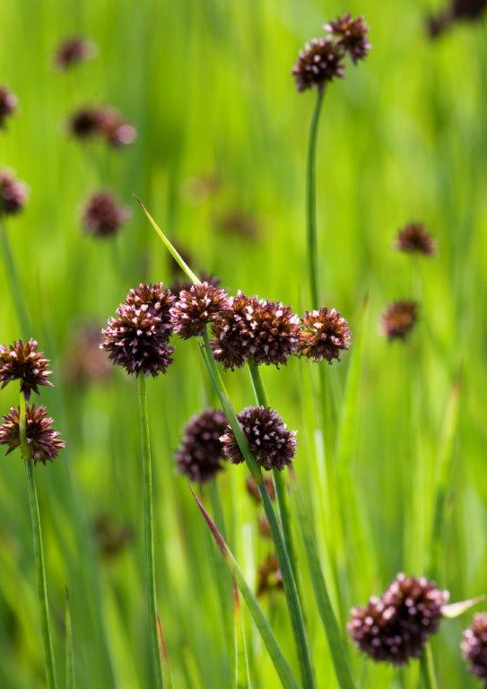 Sv&auml;rdt&aring;g - Juncus ensifolius
