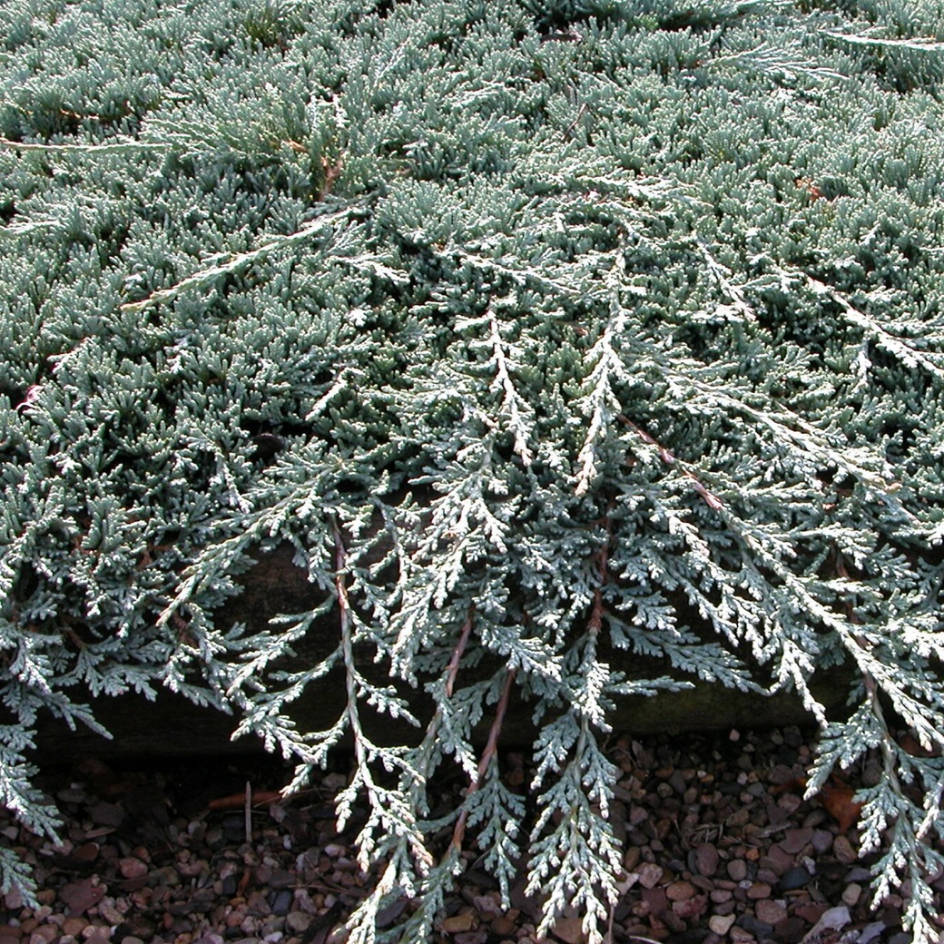 Krypen - Juniperus horizontalis Icee Blue &reg; (Storlek: 20-25 C2)