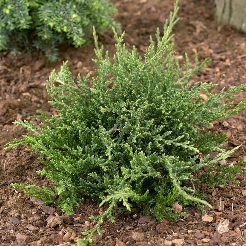 Krypen - Juniperus horizontalis Prince of Wales (Storlek: 20-25 C2)