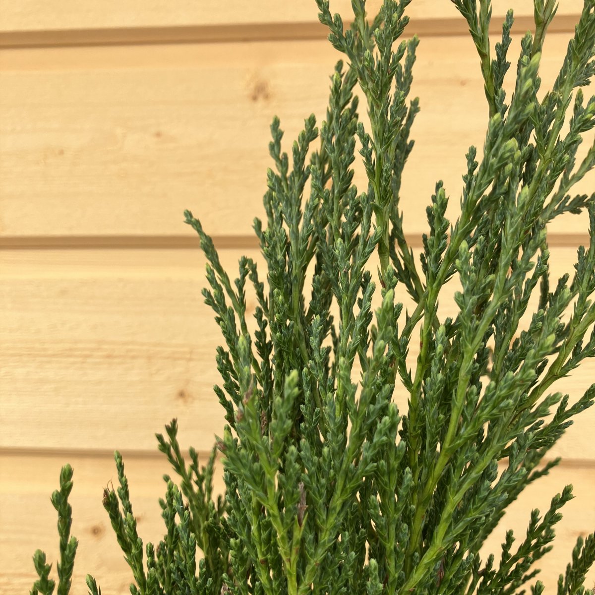 Röden - Juniperus scopulorum Moonglow (Storlek: 50-60 C3)
