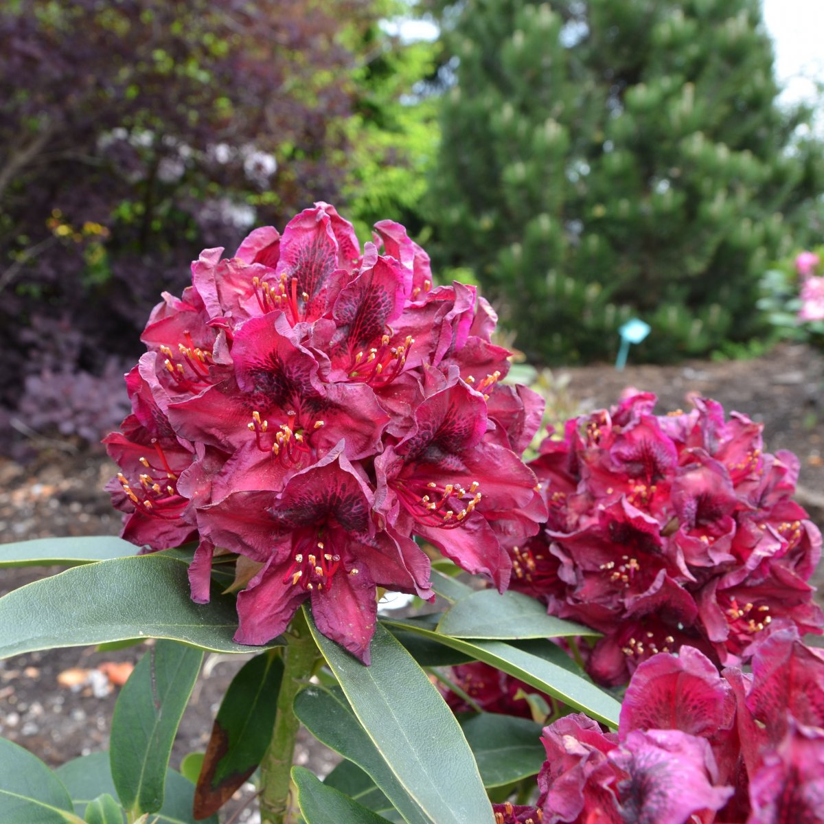 Rododendron - Rhododendron hybr. Kali (Storlek: 30-40 C5)