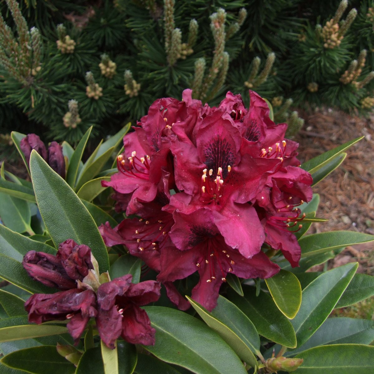 Rododendron - Rhododendron & Azalea