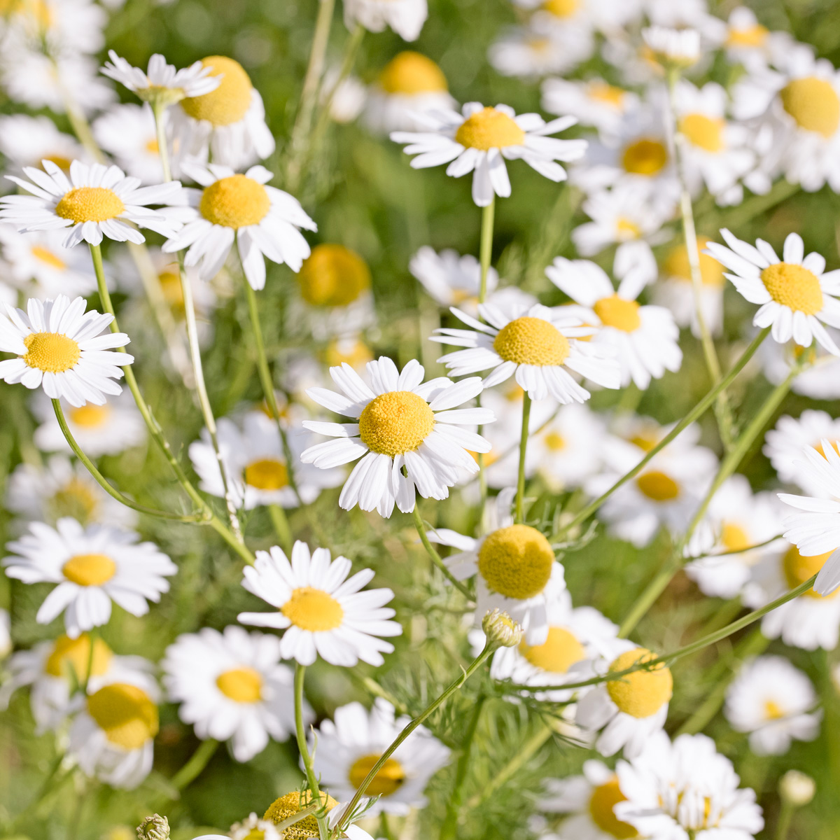 Kamomil Blommande Ett riga annueller Fr er